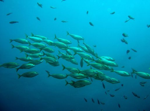 Gambar : laut, alam, lautan, Menyelam, bawah air, batu karang, olahraga, di  bawah air, kawanan, sekolah ikan, biologi kelautan, menyelam di bawah air,  ikan karang 3264x2448 - - 731832 - Galeri Foto - PxHere