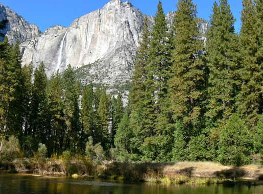 File:Pinus ponderosa Yosemite 2.jpg - Wikimedia Commons