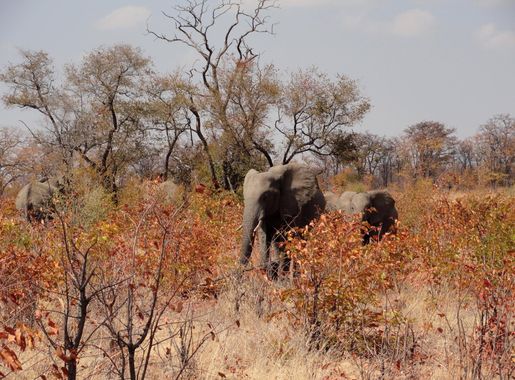 File:Hwange National Park, Zimbabwe (48595086277).jpg - Wikimedia Commons