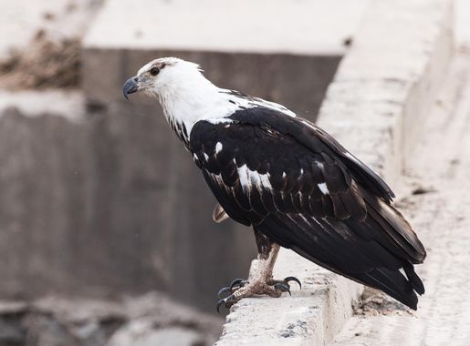 File:African Fish Eagle (juvenile) (27586523393).jpg - Wikimedia Commons