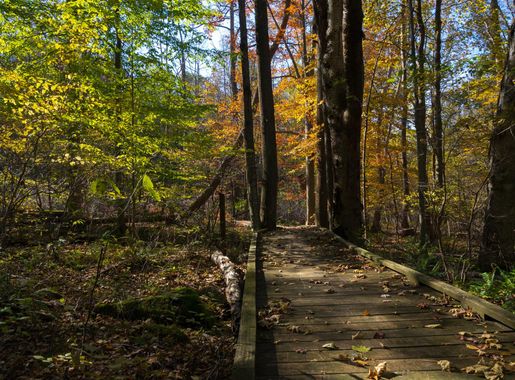Trees and boardwalk in the forest image - Free stock photo - Public Domain  photo - CC0 Images