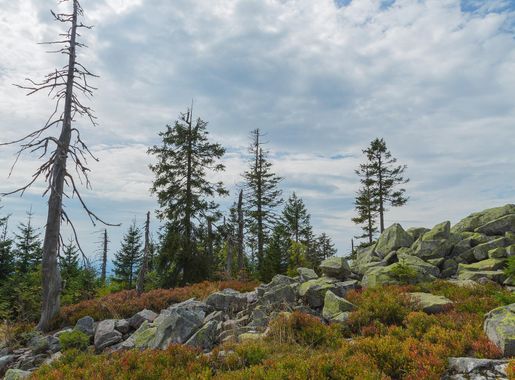 File:Nationalpark Bayerischer Wald Lusen 44.jpg - Wikimedia Commons