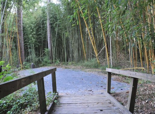 Wilderness Park gives options for autumn hiking > Maxwell Air Force Base >  Display