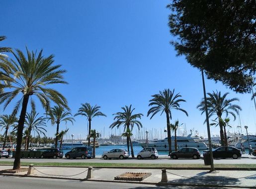 Archivo:Palmeras en Palma.JPG - Wikipedia, la enciclopedia libre