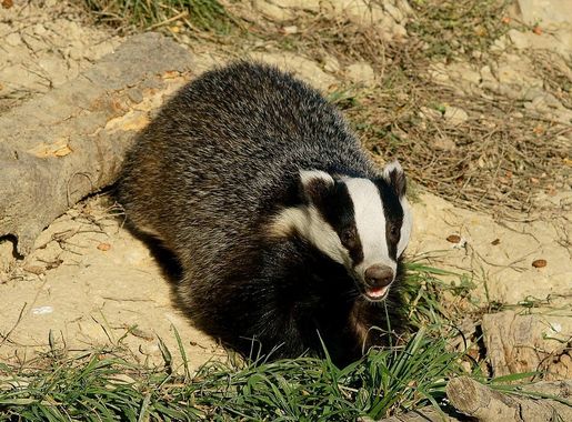 File:'Honey' the badger.jpg - Wikimedia Commons