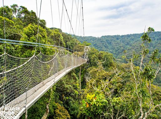 Dosiye:Nyungwe canopywalk-way View.jpg - Wikipedia