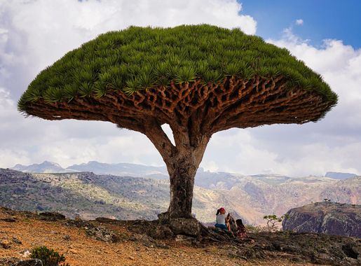 File:Dragonblood tree in Socotra 2.jpg - Wikipedia