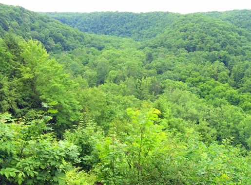 File:Clear Fork Gorge, Mohican State Park, OH - panoramio.jpg - Wikimedia  Commons