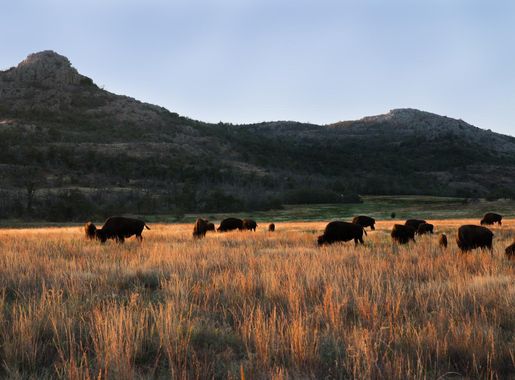 File:Wichita Mountains Bison.jpg - Wikimedia Commons