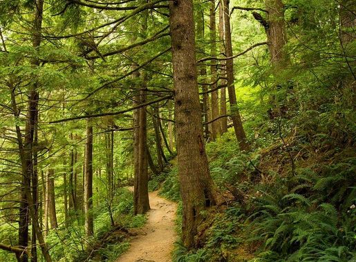 Oregon Trail Photos Images | Free Photos, PNG Stickers, Wallpapers &  Backgrounds - rawpixel