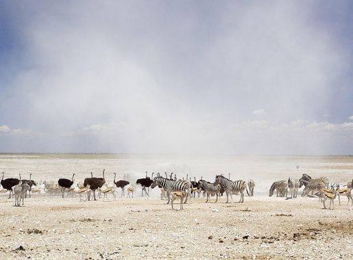 File:Dust Cloud in Etosha National Park.jpg - Wikipedia