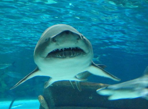 File:Sand tiger shark Ripley's Aquarium Myrtle Beach.JPG - Wikimedia Commons