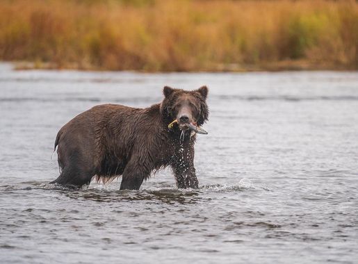 Brooks River Corridor Reopening at Katmai National Park - Katmai National  Park & Preserve (U.S. National Park Service)