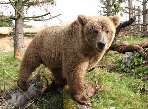 File:Medvěd plavý (Ursus arctos isabellinus).jpg - Wikimedia Commons