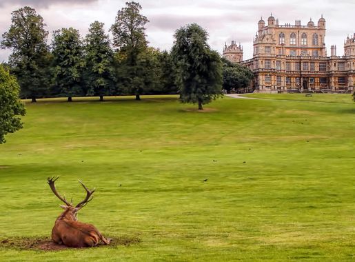 File:Resting Deer at Wollaton Hall, Nottingham.jpg - Wikimedia Commons