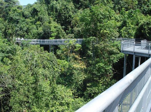 File:Elevated Walkway of the Forest Walk, Southern Ridges, Singapore -  20090314.jpg - Wikipedia