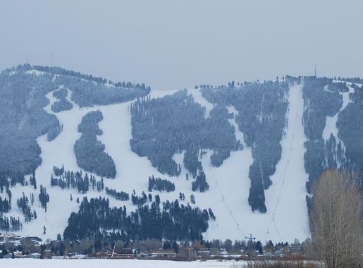 File:Snow-king.jpg - Wikimedia Commons