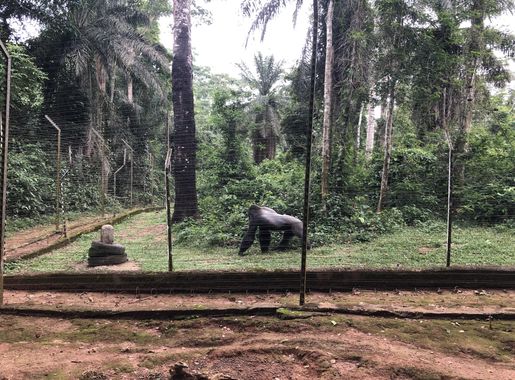 Fichier:Singe dans le Park de la Mefou7.jpg — Wikipédia