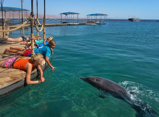 File:Dolphin Reef in Eilat (7716966506).jpg - Wikimedia Commons