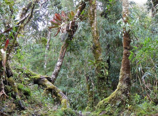 Archivo:Podocarpus Ecuador211.JPG - Wikipedia, la enciclopedia libre