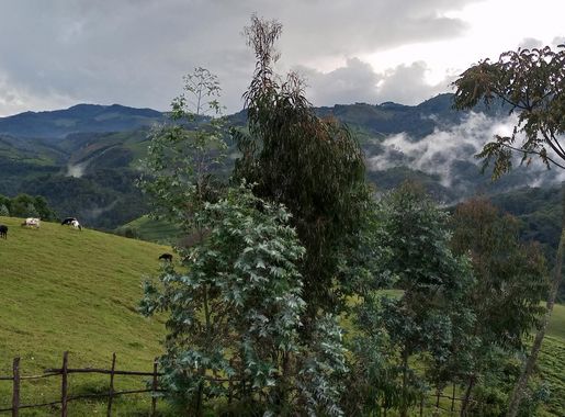 File:Gishwati Natural Forest 02.jpg - Wikimedia Commons