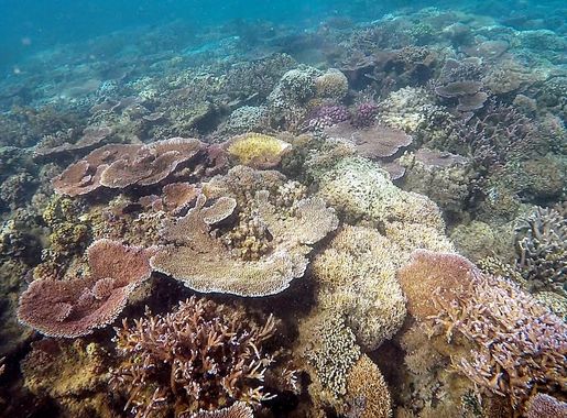 File:Snorkeling Palolo Deep Apia Samoa.jpg - Wikimedia Commons