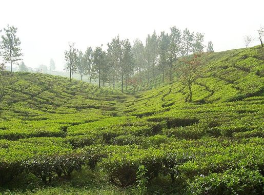 File:Tea garden in Puncak-2010.jpg - Wikipedia