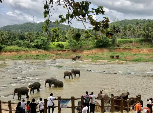 File:Elephant Bathing in Sri Lanka.jpg - Wikimedia Commons
