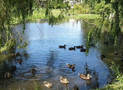 File:Mystic pond and ducks. READ INFO IN PANORAMIO-COMMENTS - panoramio.jpg  - Wikimedia Commons