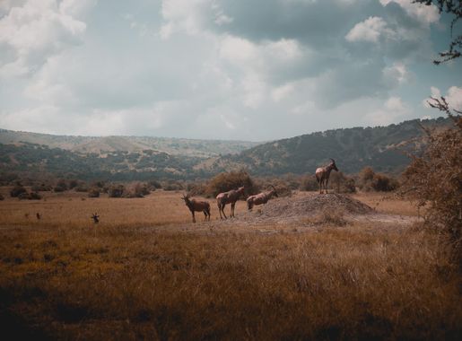 Dosiye:Akagera National Park in Rwanda.jpg - Wikipedia