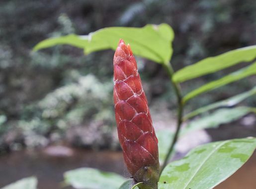 Datei:Costus pulverulentus Rio Frio Cave Belize.jpg – Wikipedia
