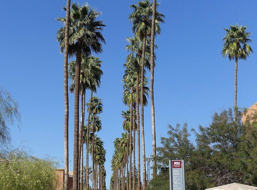 File:Palm Walk - Arizona State University - Tempe, AZ - DSC05915.JPG -  Wikimedia Commons