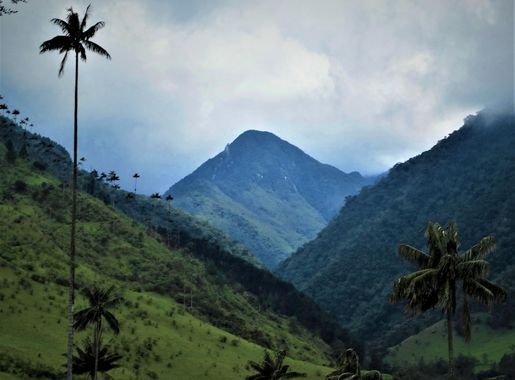 File:Cocora Valley.jpg - Wikimedia Commons