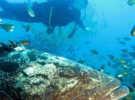 File:Big fish and small diver, Ponta do Ouro, Mozambique (36204827790).jpg  - Wikimedia Commons
