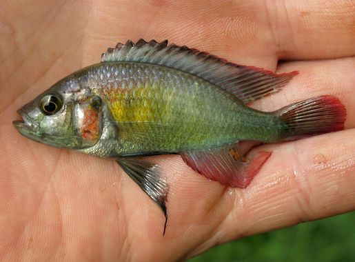 Astatotilapia – Wikipedia