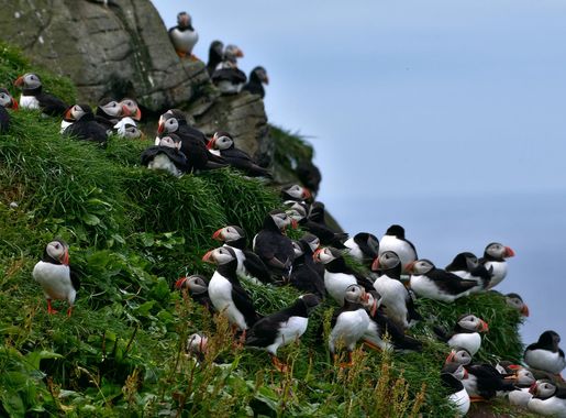 File:A colony of puffins in Mykines (1).jpg - Wikimedia Commons