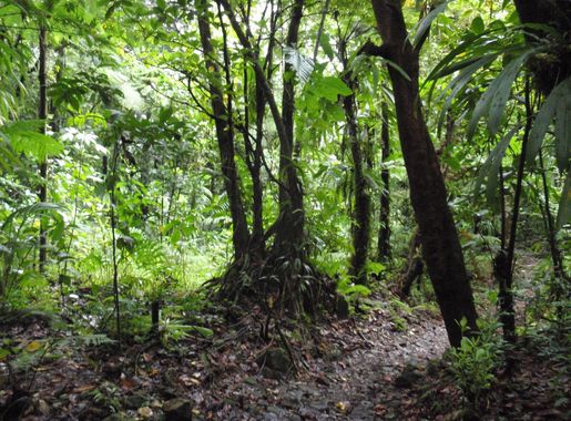 Restren:Morne Trois Pitons National Park, Dominica - jungle.jpg - Wikipedia