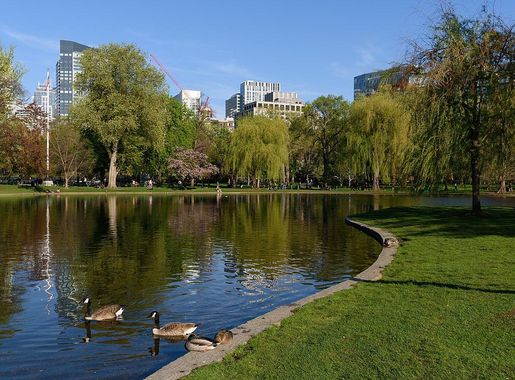 File:Boston Public Garden May 2018 006.jpg - Wikimedia Commons