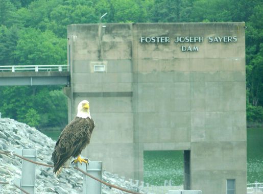 File:Eagles nesting near Sayers Dam crop.jpg - Wikimedia Commons