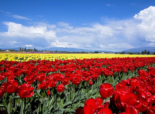 File:Red Tulips (205290827).jpeg - Wikimedia Commons