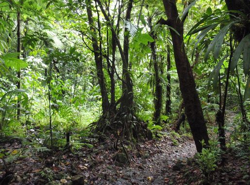 File:Morne Trois Pitons National Park, Dominica - jungle.jpg - Wikimedia  Commons