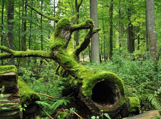 File:Bialowieza National Park in Poland0029.JPG - Wikipedia