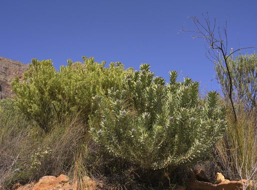 File:Leucadendron pubescens Flipphi 5.jpg - Wikimedia Commons