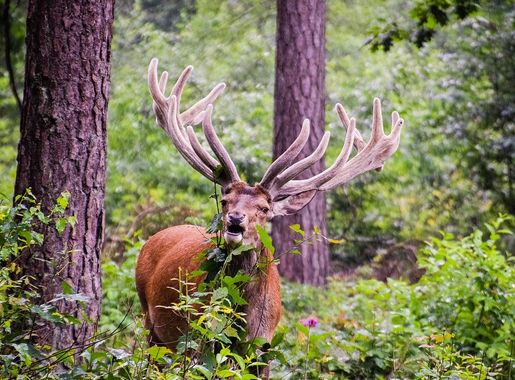 File:Hoge Veluwe National Park, Otterlo, Netherlands (Unsplash  uC3fQgJ5OD0).jpg - Wikimedia Commons
