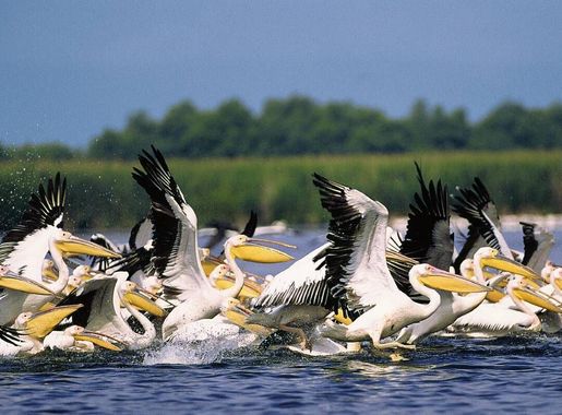 File:Pelicani din Delta Dunarii.PNG - Wikimedia Commons