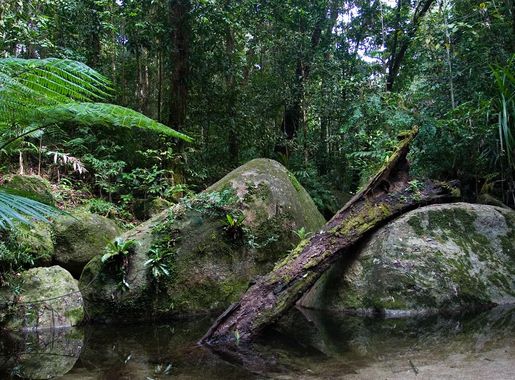 File:Daintree National Park.jpg - Wikimedia Commons