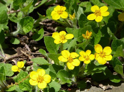 File:Asheville Botanical Garden in April 10.jpg - Wikimedia Commons