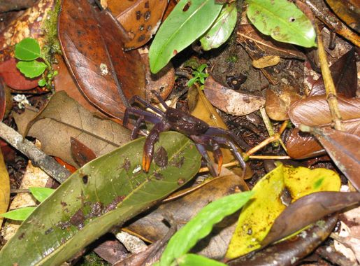 File:Terrestrial crab Andasibe.JPG - Wikimedia Commons
