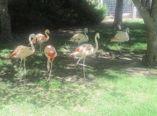 File:Flamingos at Lee Richardson Zoo, Garden City, KS IMG 5915.JPG -  Wikimedia Commons