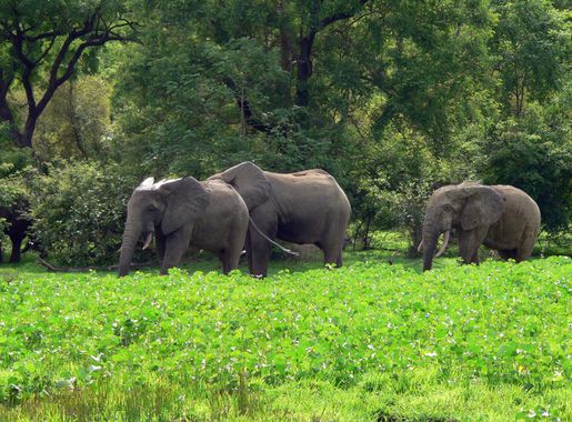 File:Savanna landscape, Northern region, Ghana.jpg - Wikimedia Commons